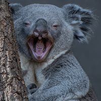 laughing koala