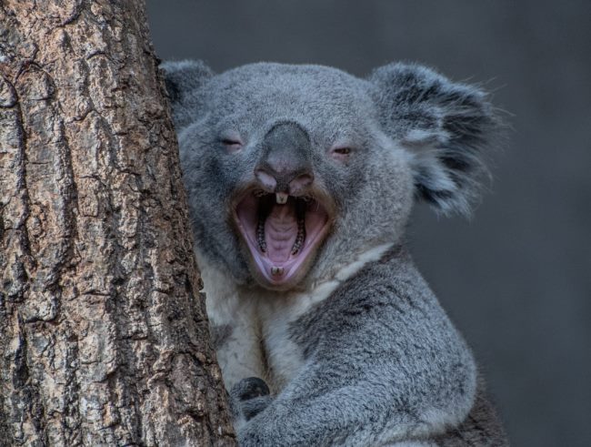 laughing koala in tree