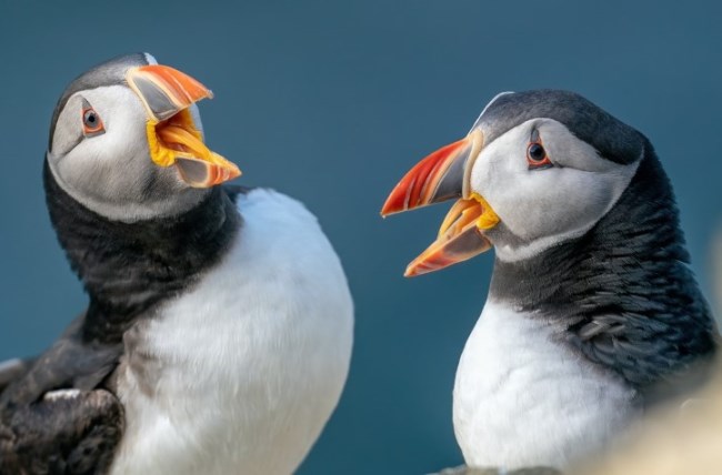 laughing puffins