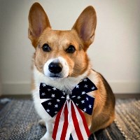patriotic dog