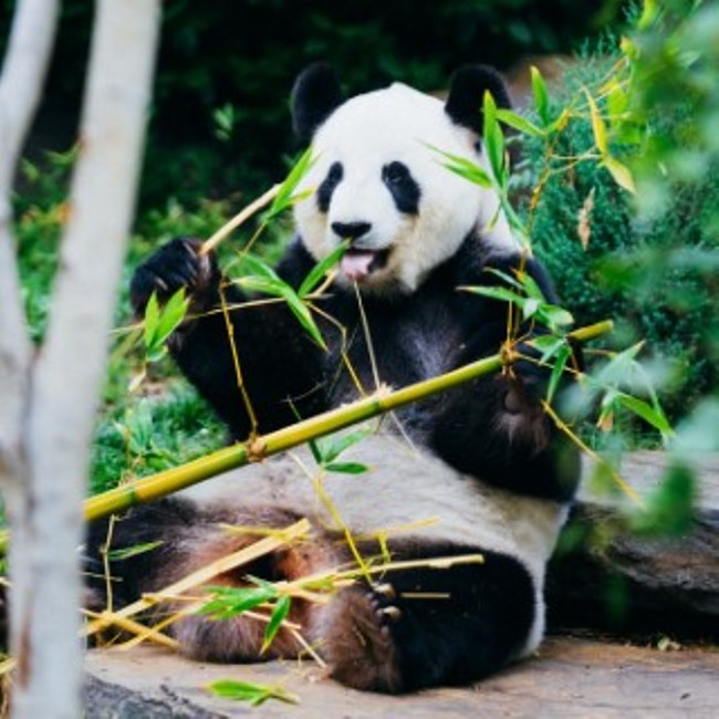panda eating lunch