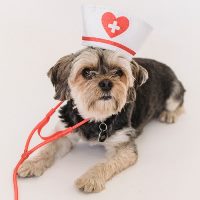 dog nurse