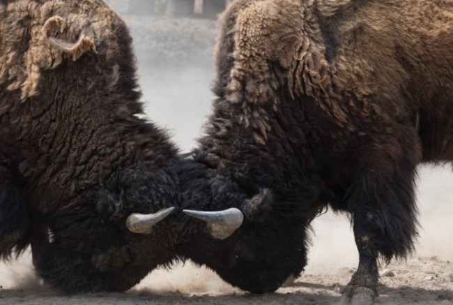 bisons butting heads