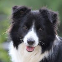 border collie