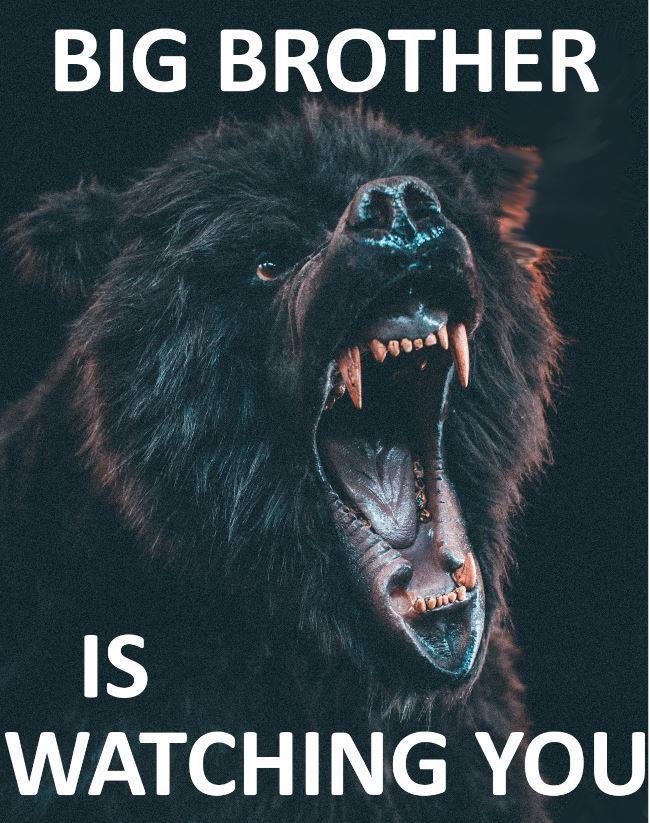 big brother bear