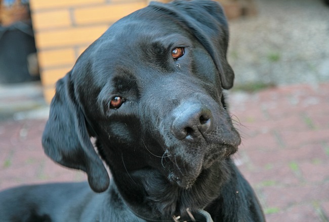 black lab