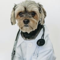 dog doctor