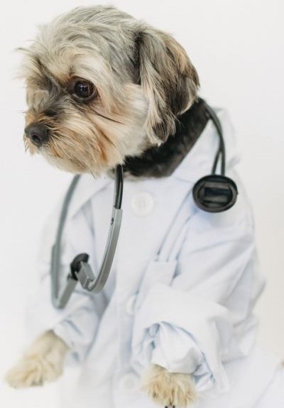 dog doctor