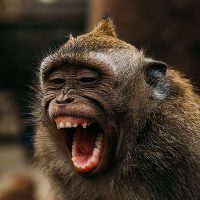 laughing monkey