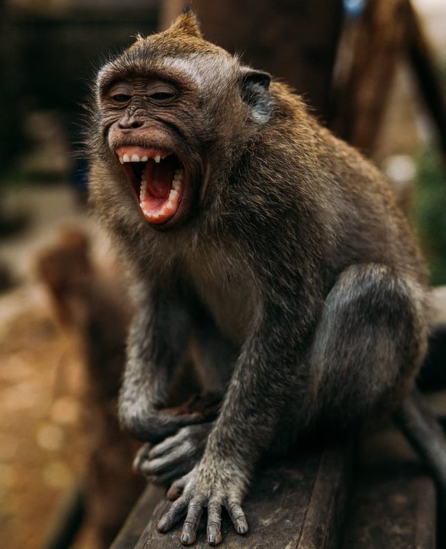 laughing monkey