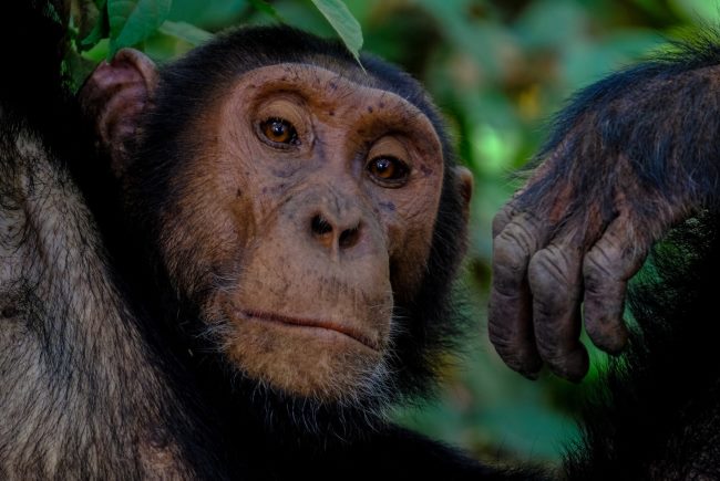 thinking monkey